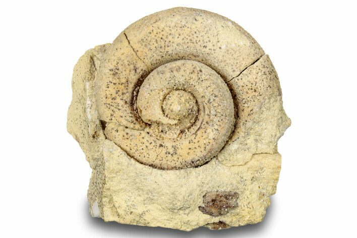 Ordovician Gastropod Fossil (Helicotoma) - Wisconsin #248619